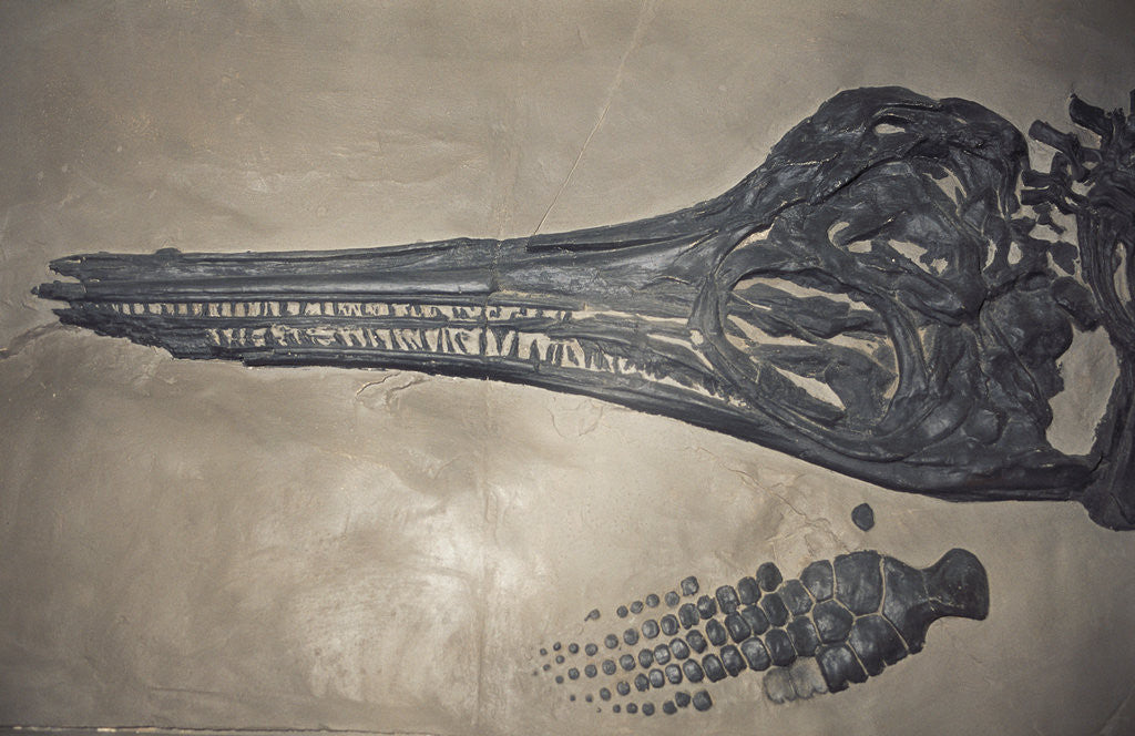 Detail of Head of a Jurassic Icthyosaur Fossil by Corbis