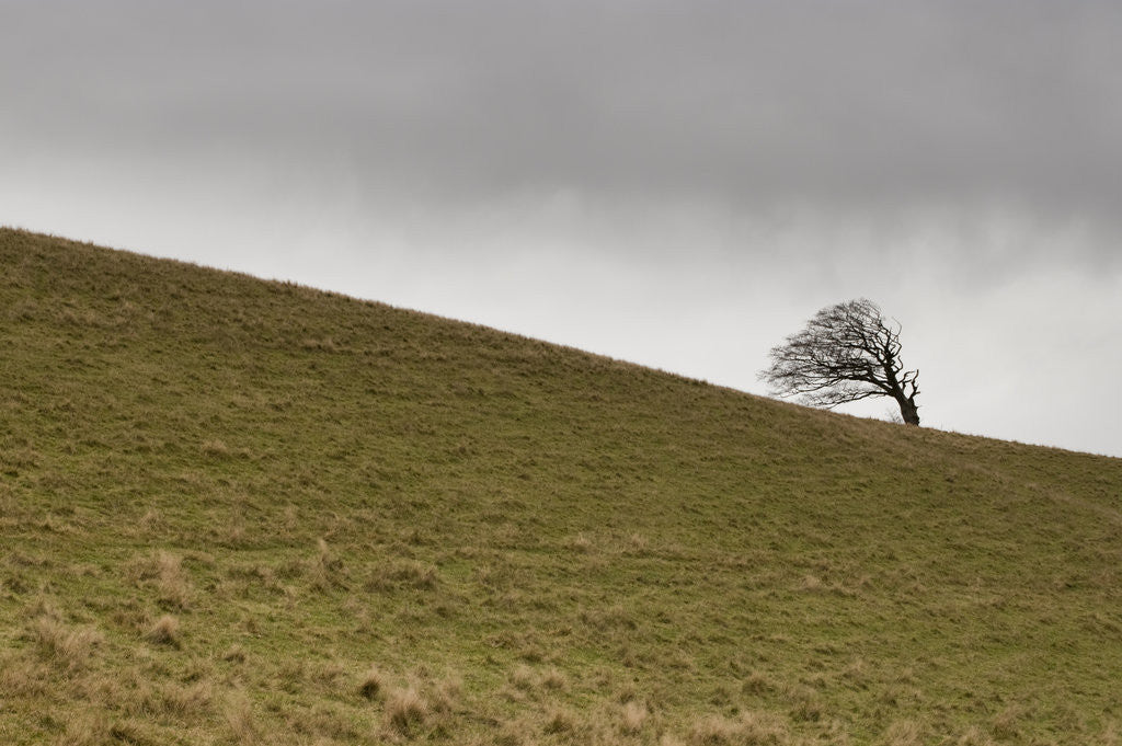 Detail of Tree against sky, Devon, UK by Assaf Frank