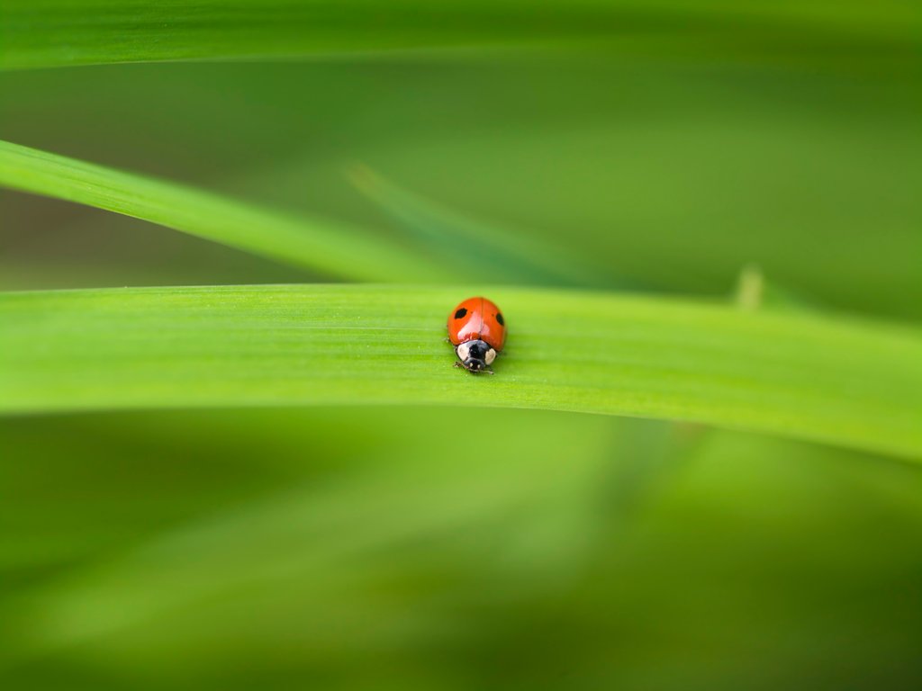 Detail of Ladybug on leaf by Assaf Frank