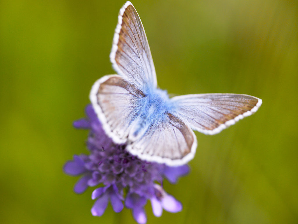 Detail of Butterfly White Blue by Assaf Frank