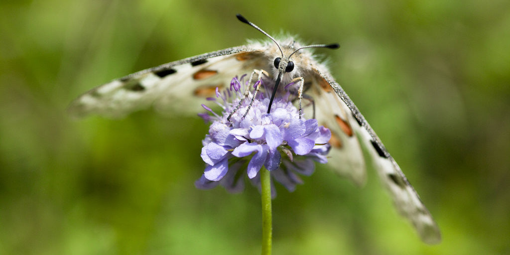 Detail of Butterfly Drinking Nectar by Assaf Frank