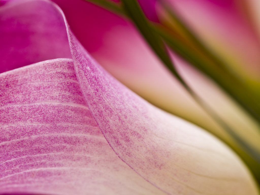 Detail of Pink Lily by Assaf Frank