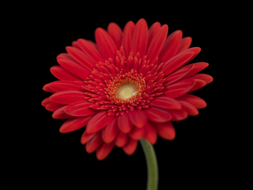 Detail of Close-up of red Gerbera daisy by Assaf Frank