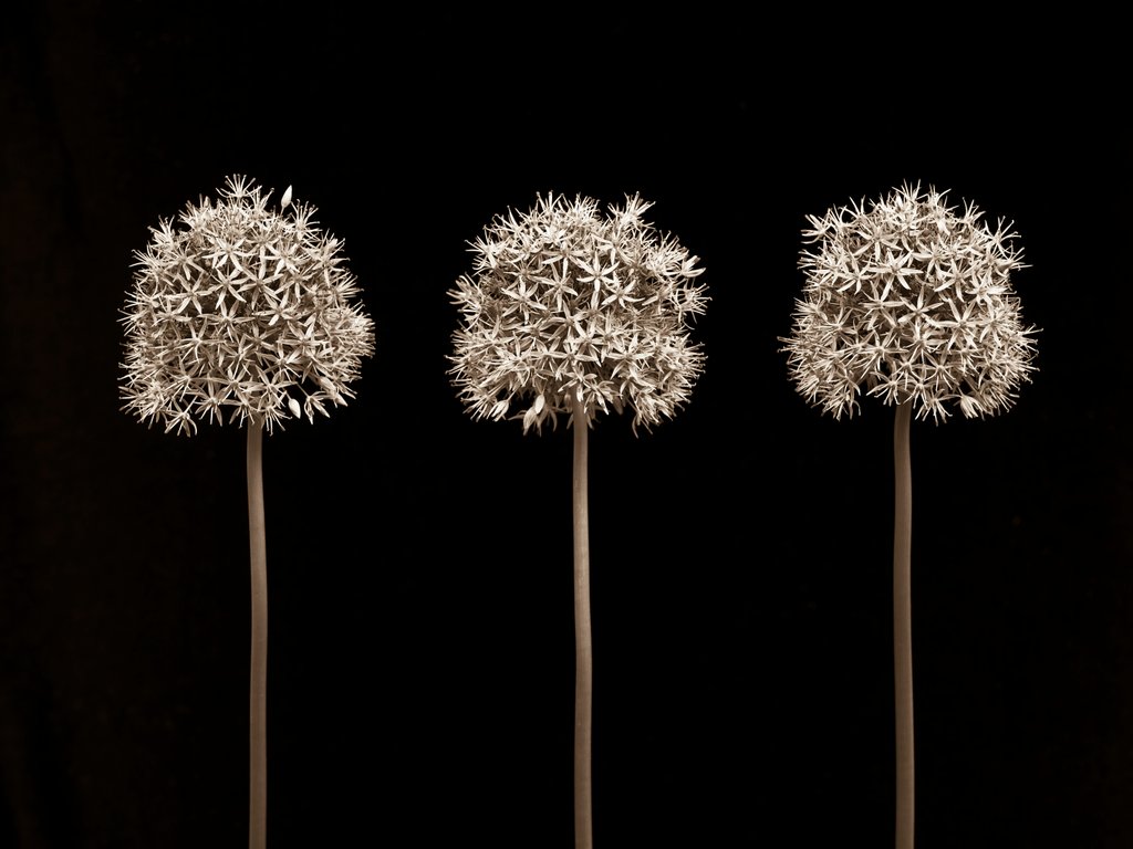 Detail of Allium flowers by Assaf Frank