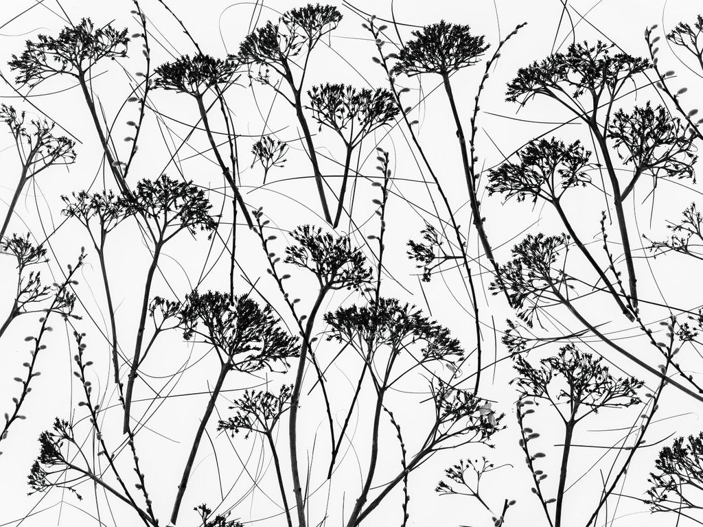 Detail of Silhouette of dried plants by Assaf Frank