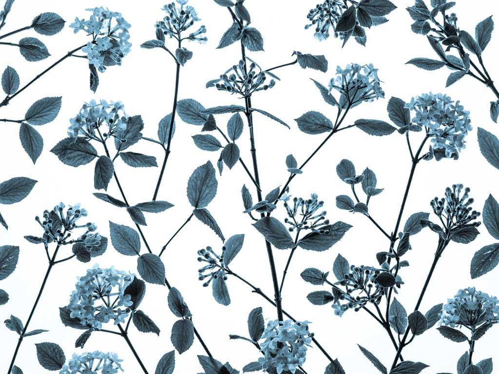 Detail of Viburnum Juddii flowers by Assaf Frank