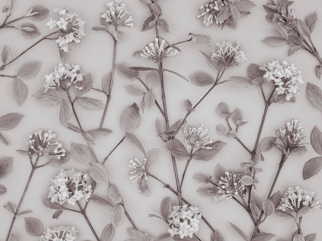 Detail of Viburnum Juddii flowers by Assaf Frank