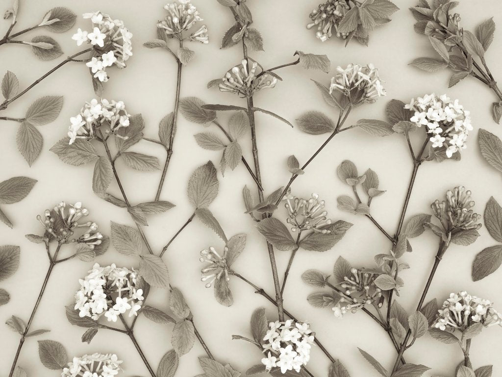 Detail of Viburnum Juddii flowers by Assaf Frank
