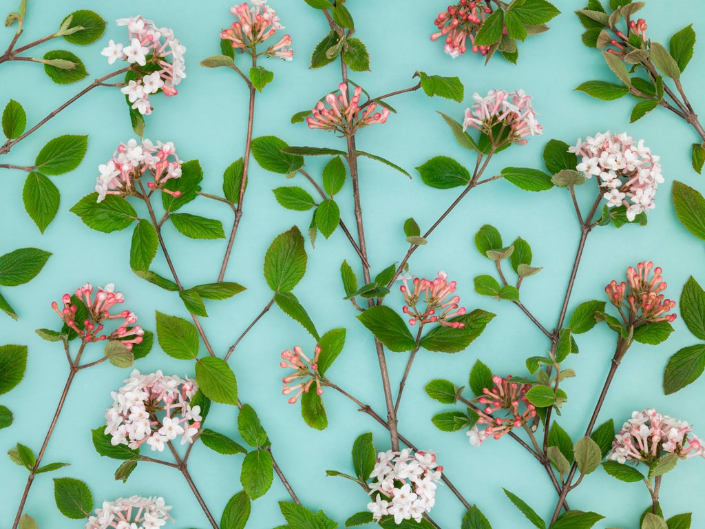 Detail of Viburnum Juddii flowers by Assaf Frank