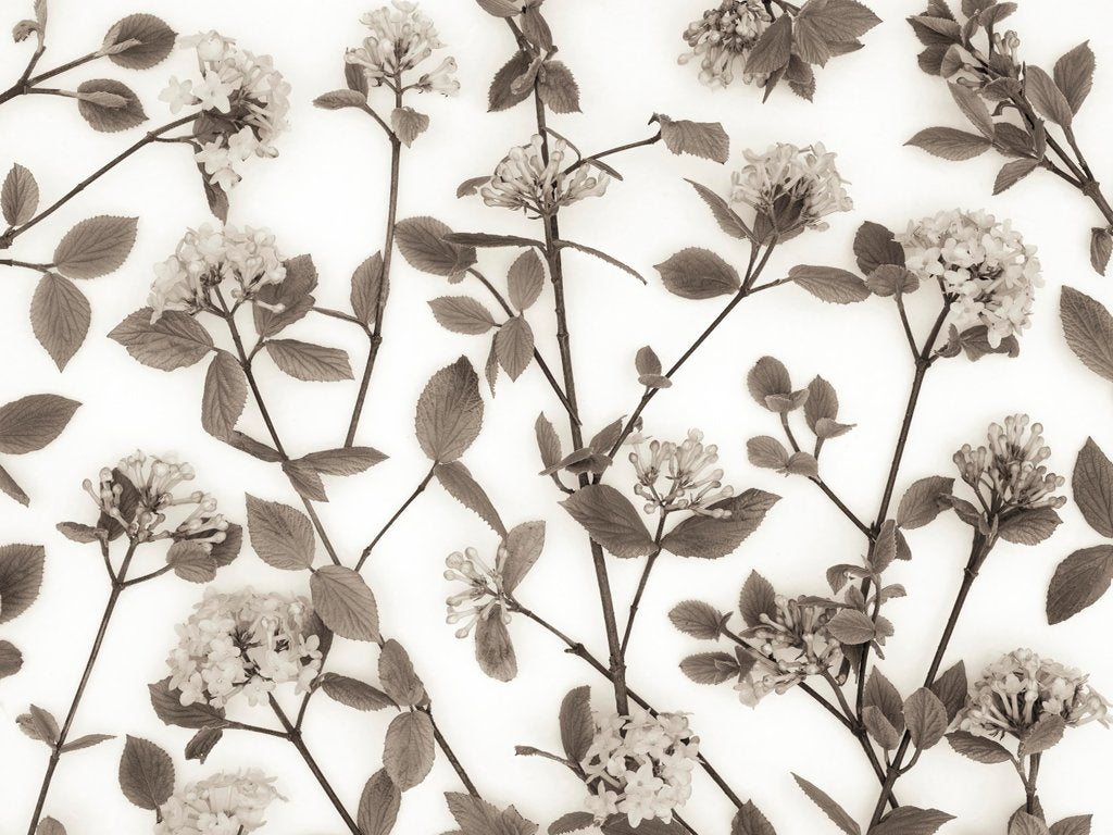 Detail of Viburnum Juddii flowers by Assaf Frank