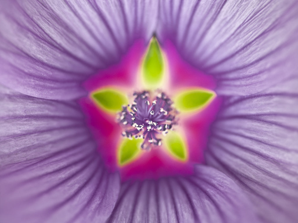 Detail of Close-up of purple Lavatera Flower, full frame by Assaf Frank