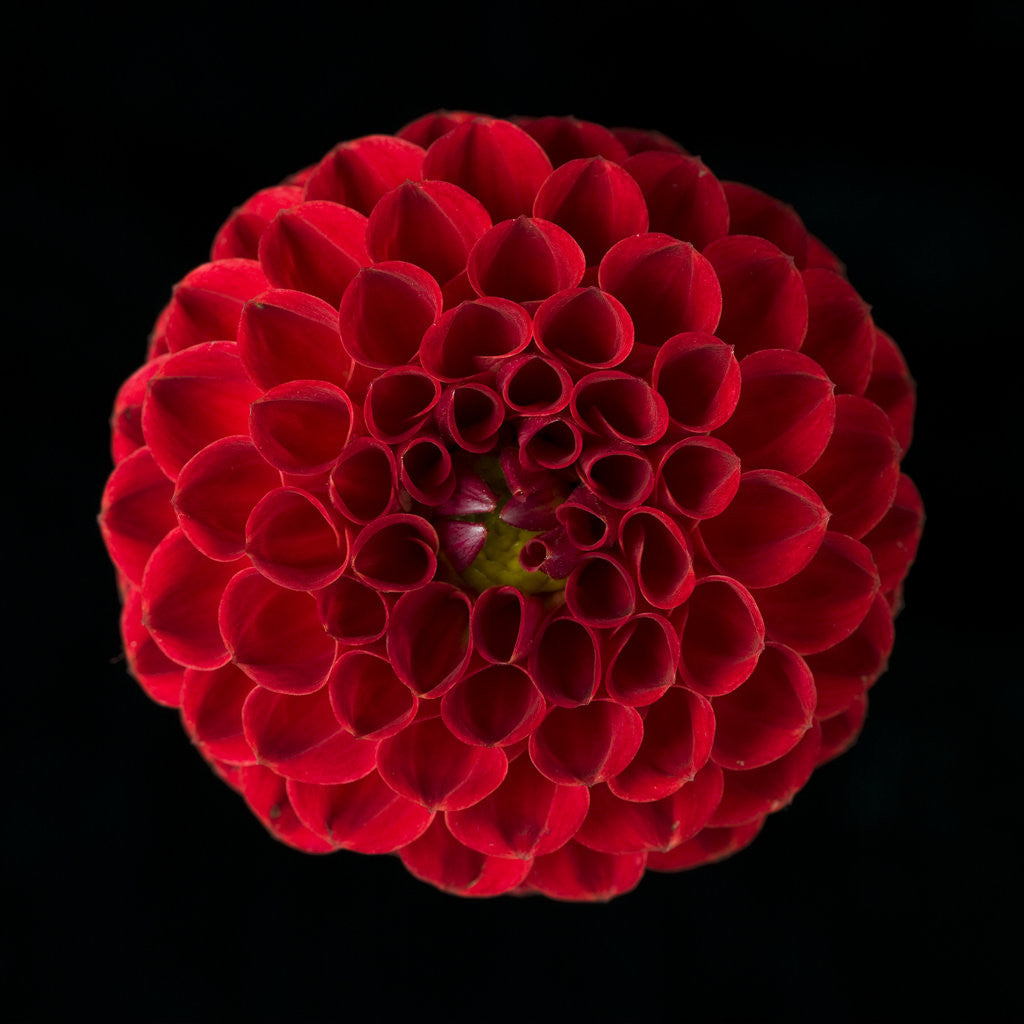 Detail of Close-up of pompom Dahlia flower by Assaf Frank