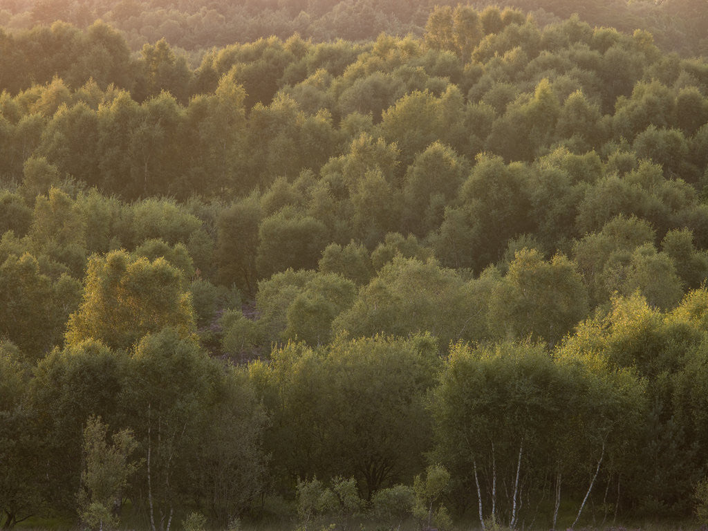 Detail of Tree tops at dusk by Assaf Frank