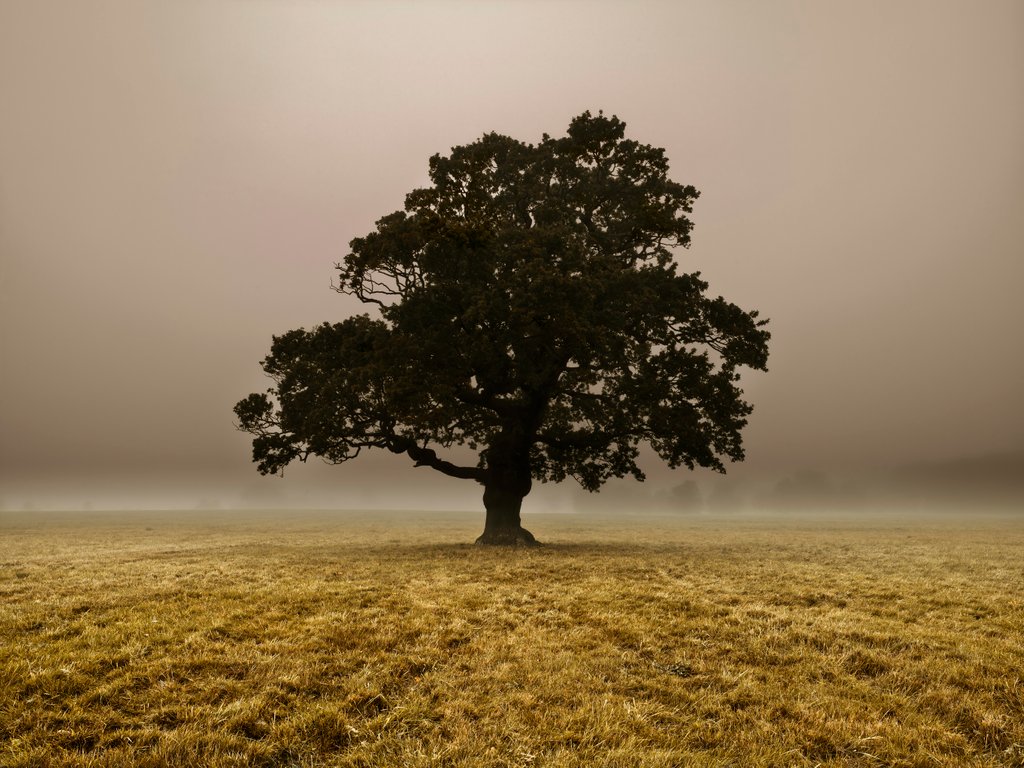 Detail of Single Tree in mist and fog by Assaf Frank