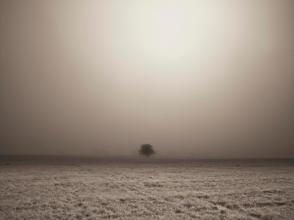 Detail of Single Tree in mist and fog by Assaf Frank