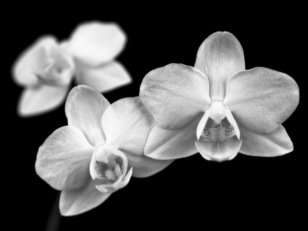 Detail of Close-up of white Orchids by Assaf Frank