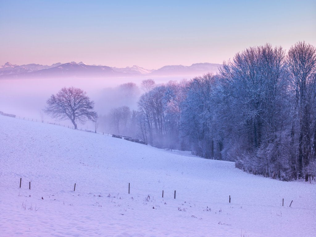 Detail of Winter landsacpe in Switzerland by Assaf Frank