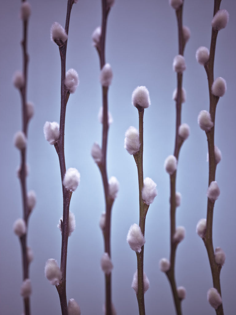 Detail of Pussy Willow twigs by Assaf Frank