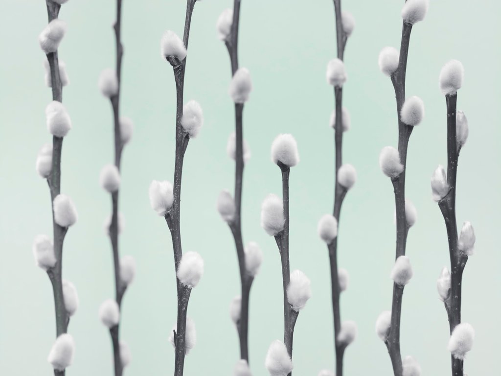 Detail of Pussy Willow twigs by Assaf Frank