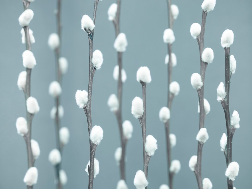 Detail of Pussy Willow twigs by Assaf Frank