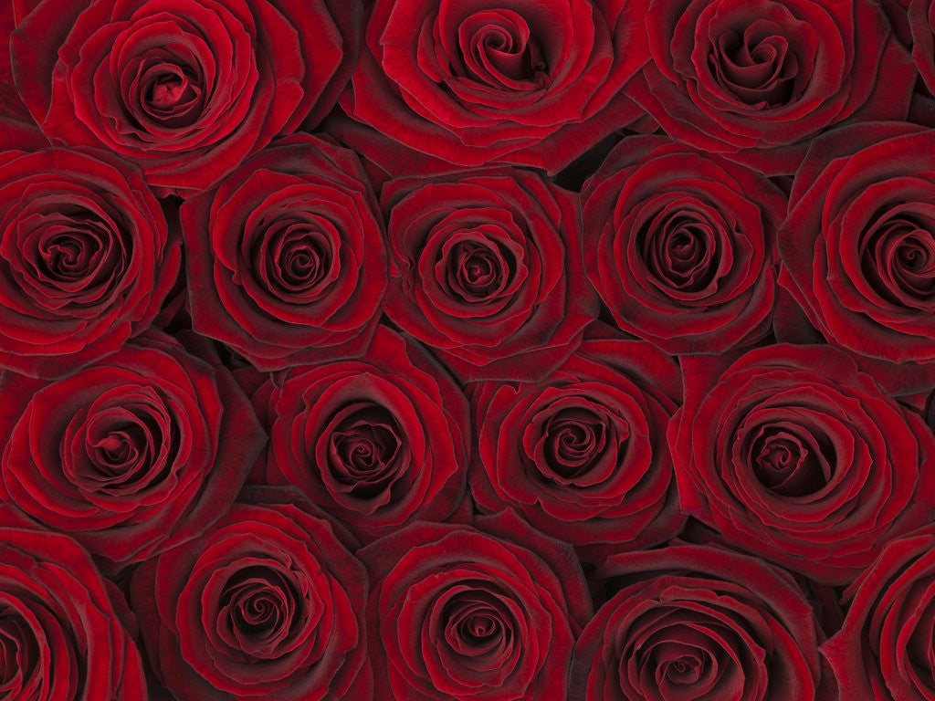 Detail of Roses full frame by Assaf Frank