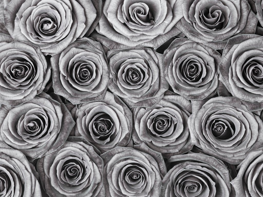 Detail of Background of roses by Assaf Frank
