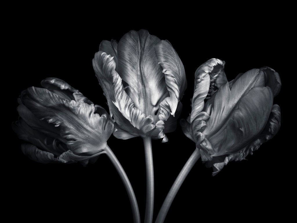 Detail of Rococo tulips by Assaf Frank