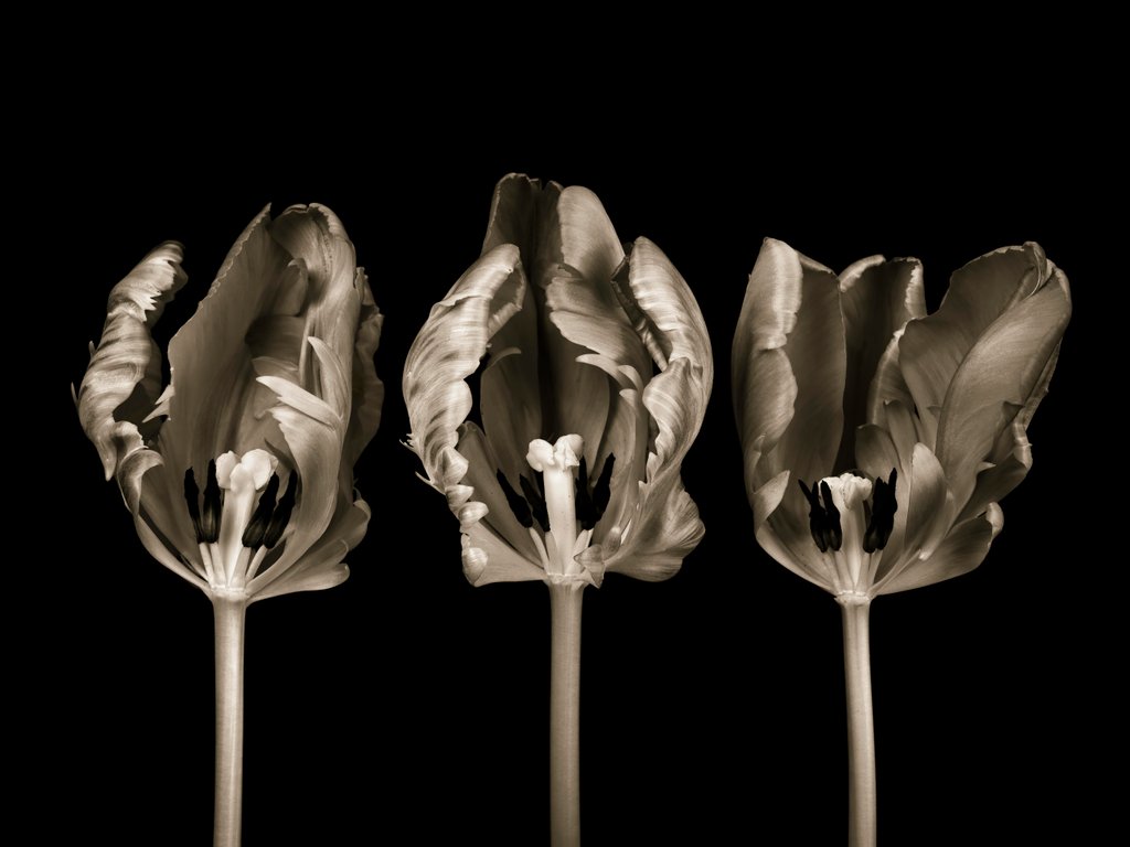 Detail of Rococo tulips by Assaf Frank