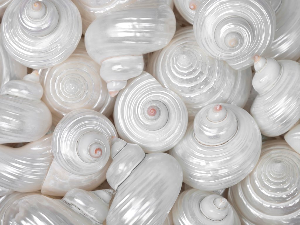 Detail of Mixed pearly sea shells by Assaf Frank