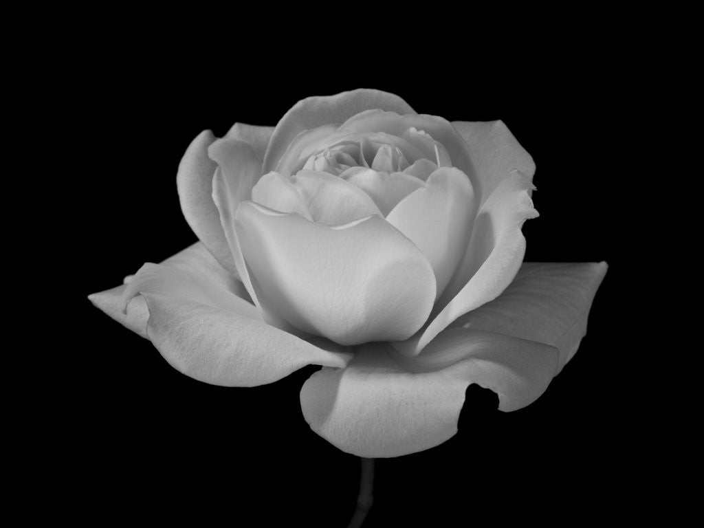 Detail of White rose flower close-up by Assaf Frank