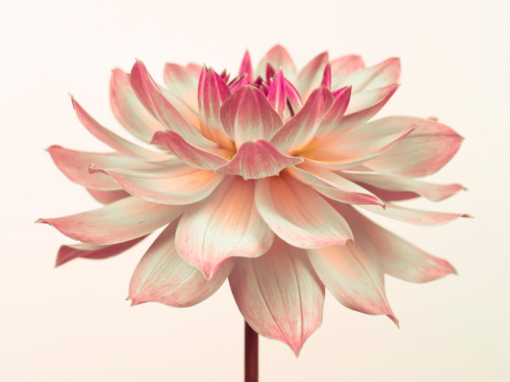Detail of Dahlia Flower by Assaf Frank