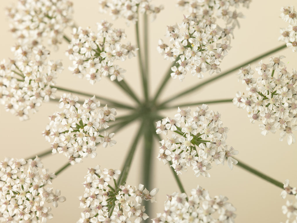 Detail of Cow Parsley close-up by Assaf Frank