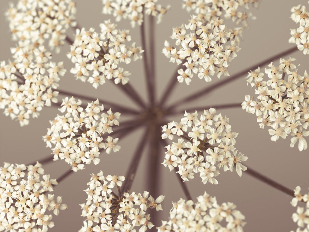 Detail of Cow Parsley close-up by Assaf Frank