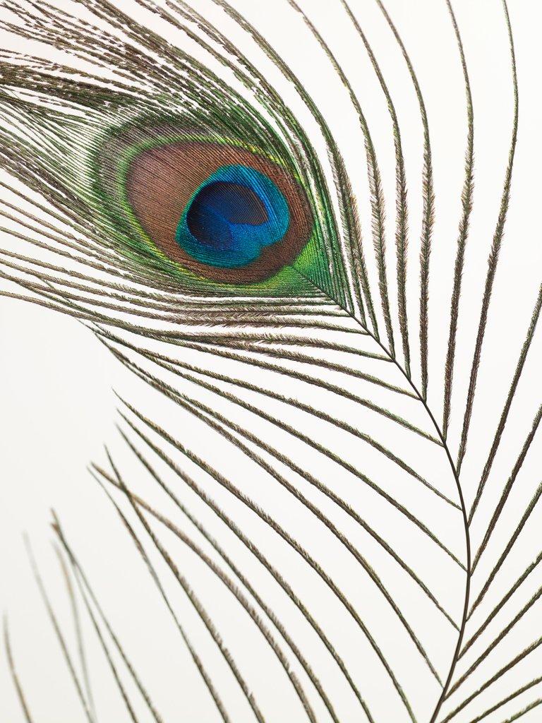 Detail of Peacock feather by Assaf Frank