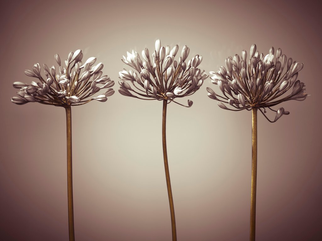 Detail of Three African Lilies by Assaf Frank