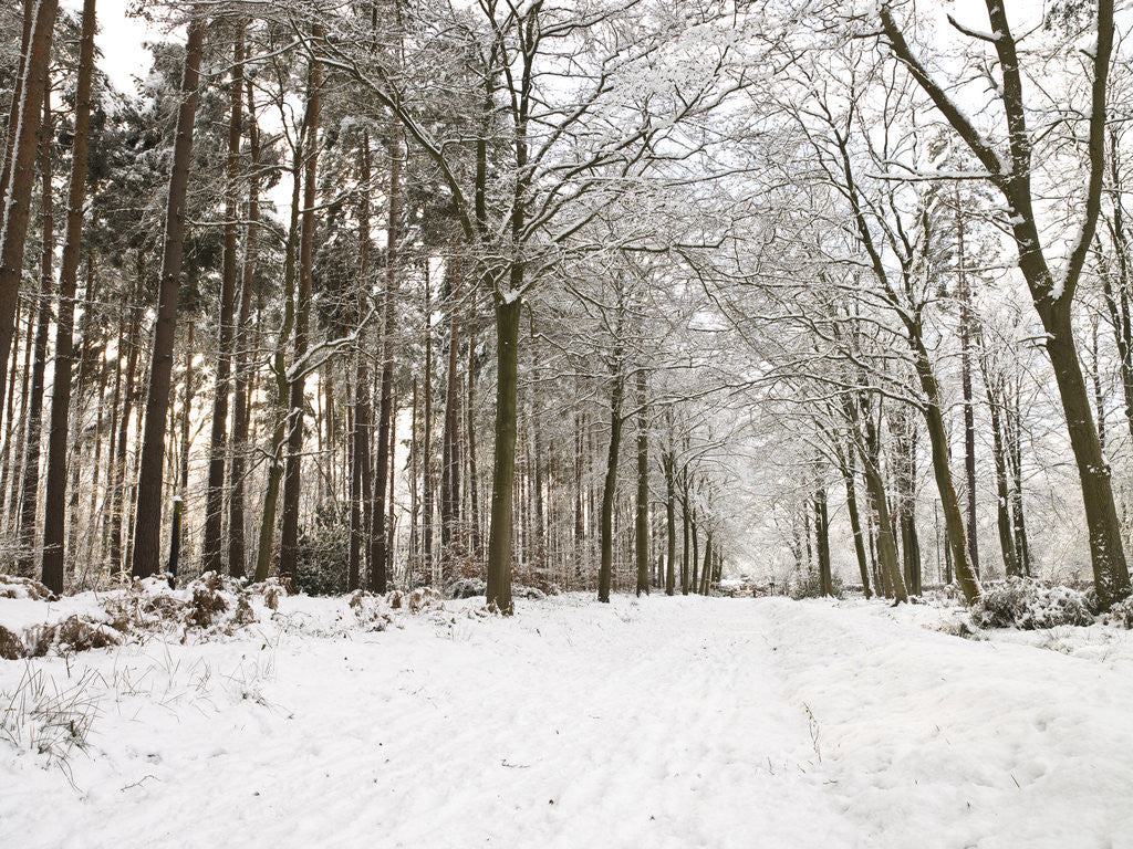 Detail of Snow covered footpath in the forest by Assaf Frank