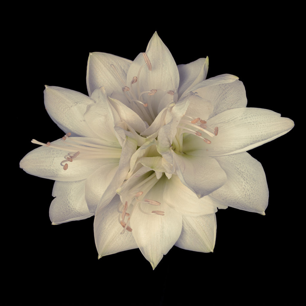 Detail of Star shape amaryllis flowers by Assaf Frank