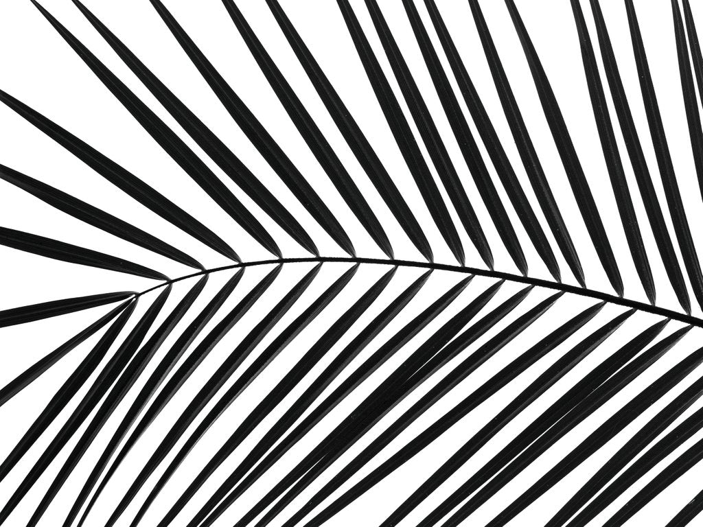 Detail of Palm tree leaf by Assaf Frank