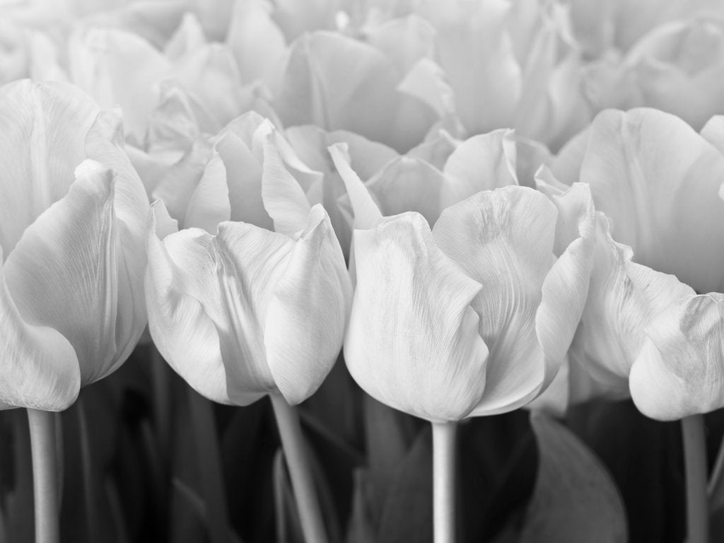Detail of Bunch of Tulips by Assaf Frank