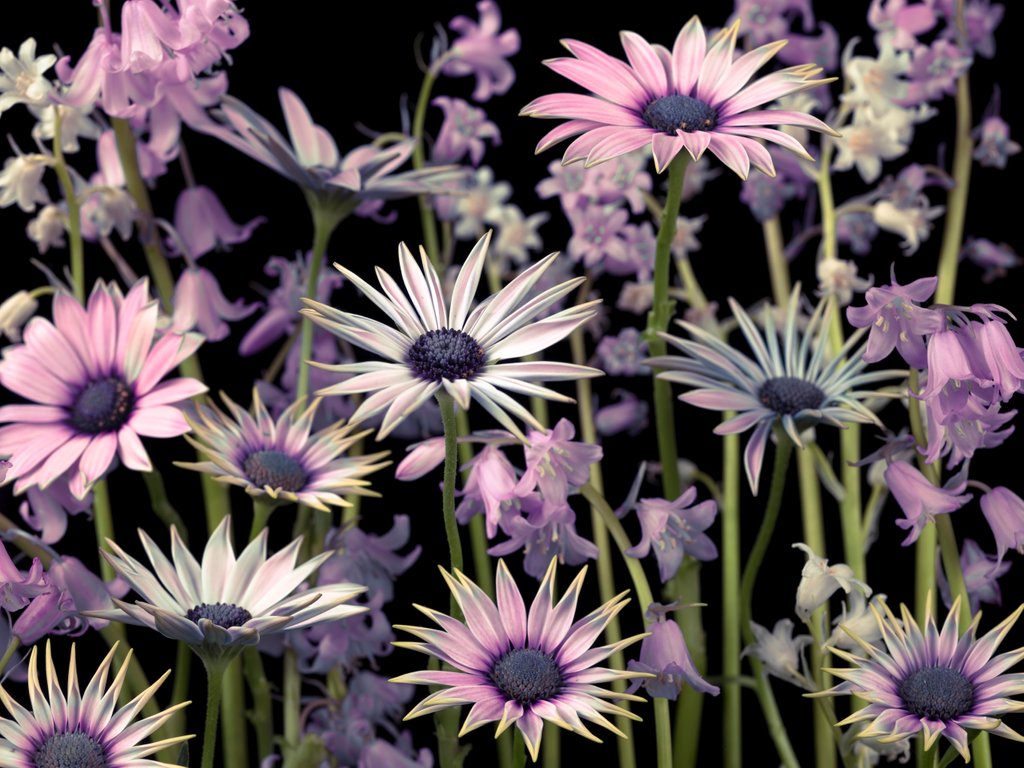 Detail of Meadow flowers by Assaf Frank
