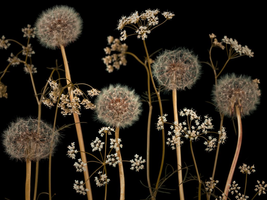 Detail of Meadow flowers by Assaf Frank