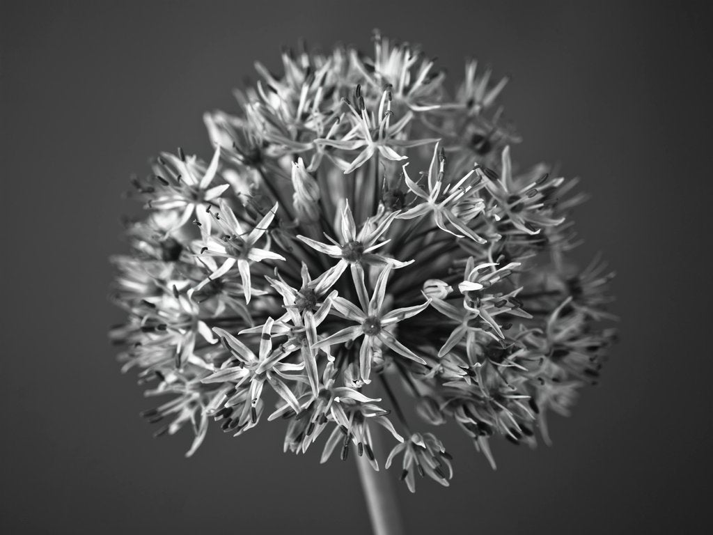 Detail of Allium flower by Assaf Frank