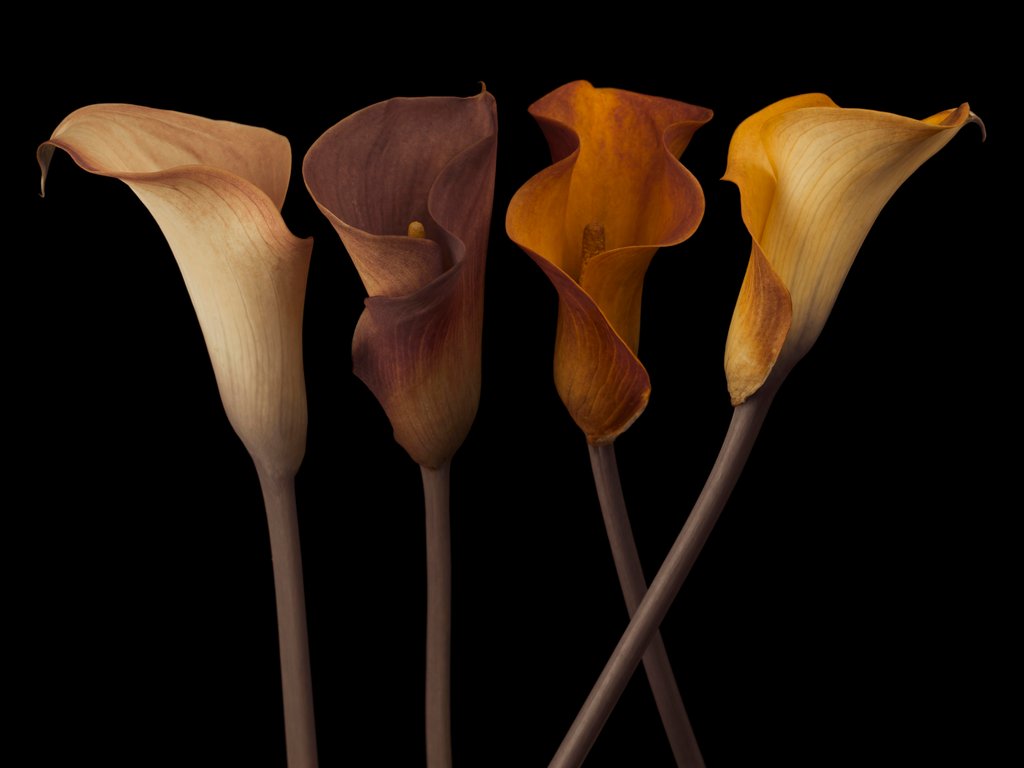 Detail of Four calla lilies by Assaf Frank