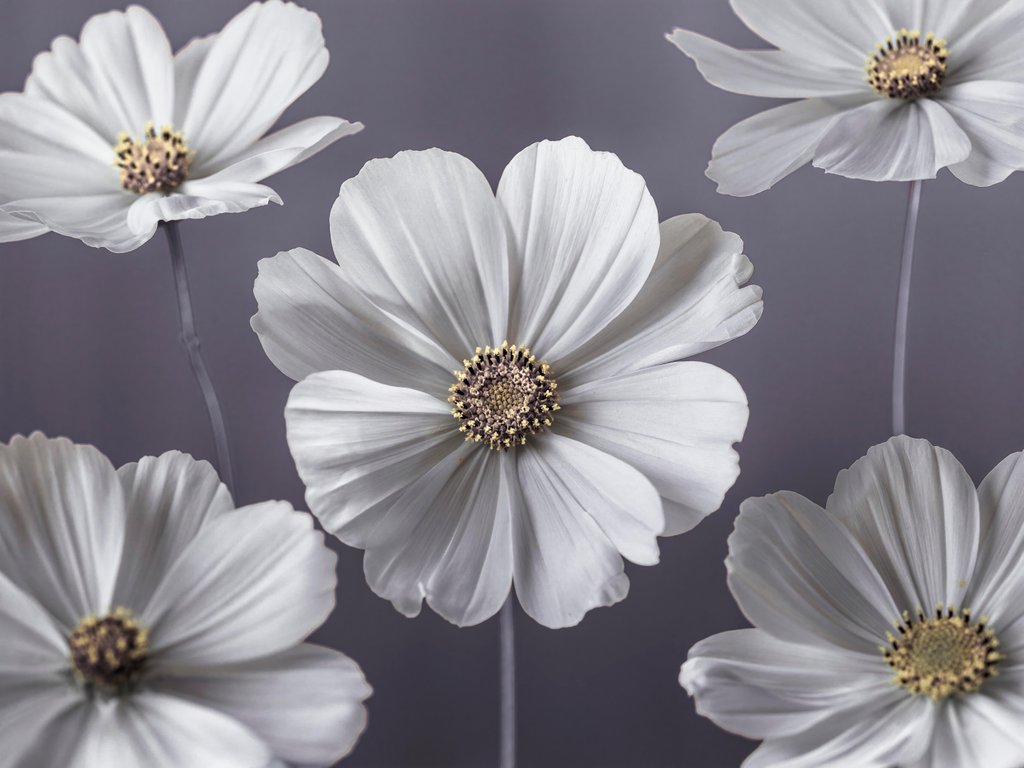 Detail of Cosmos flowers by Assaf Frank