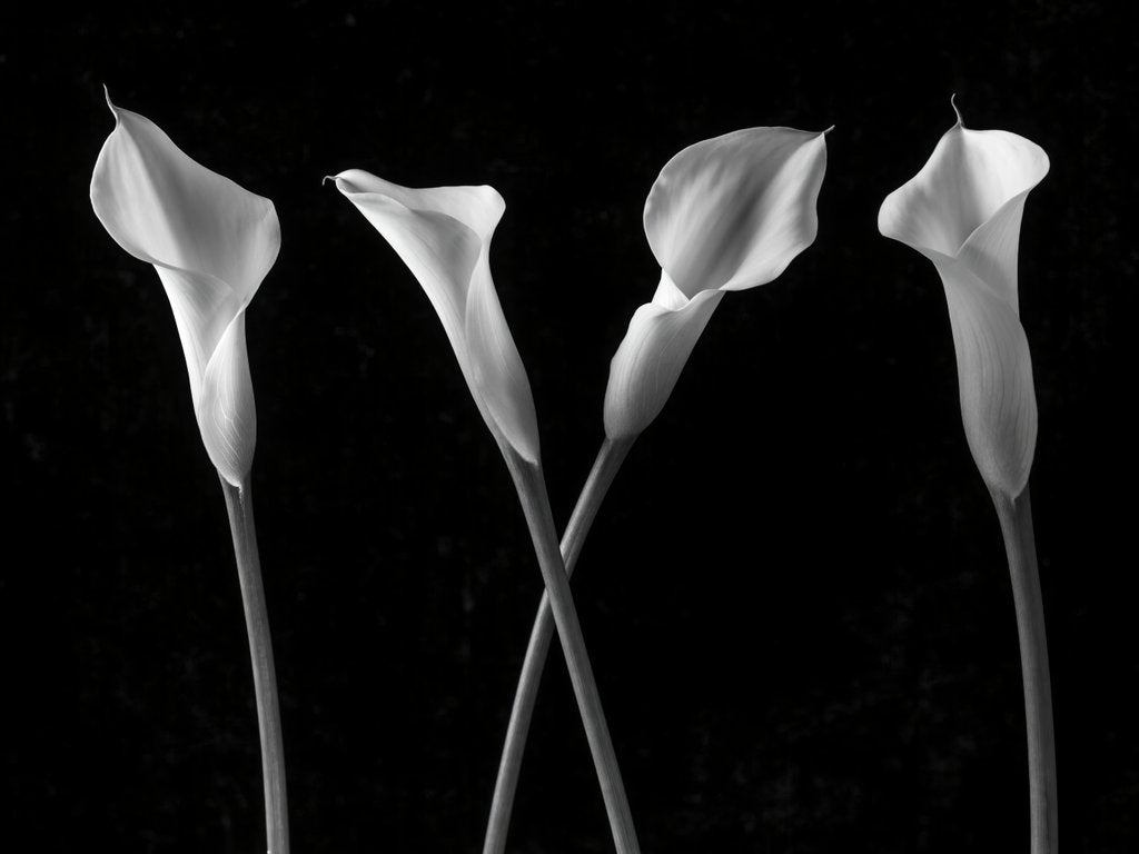 Detail of Calla lilies in a row by Assaf Frank