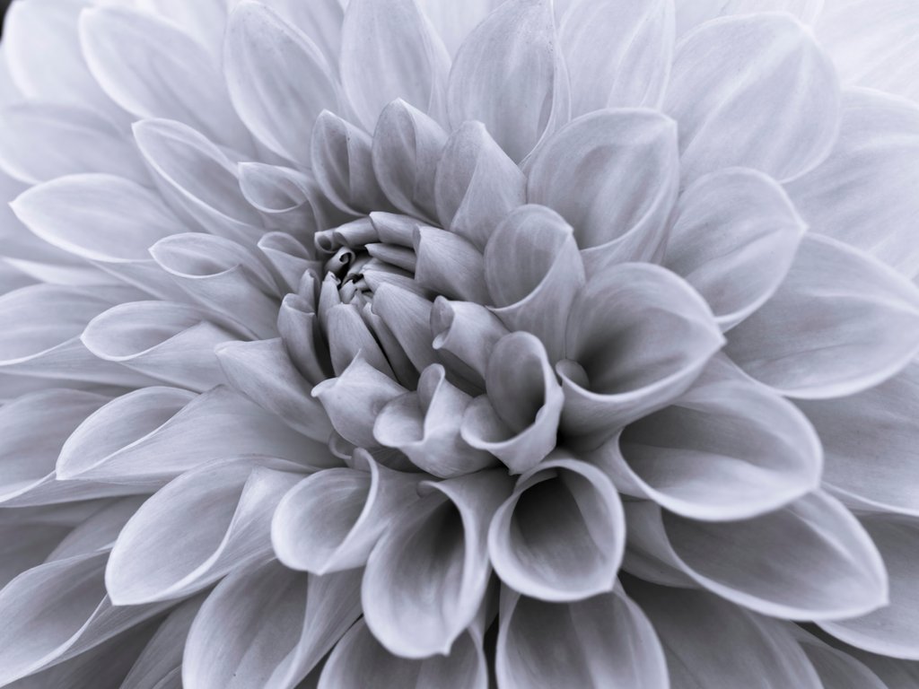 Detail of Dahlia flower - Full frame by Assaf Frank