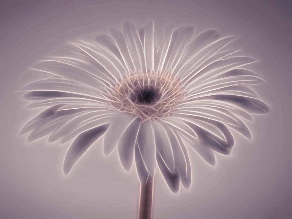 Detail of Gerbera flower by Assaf Frank