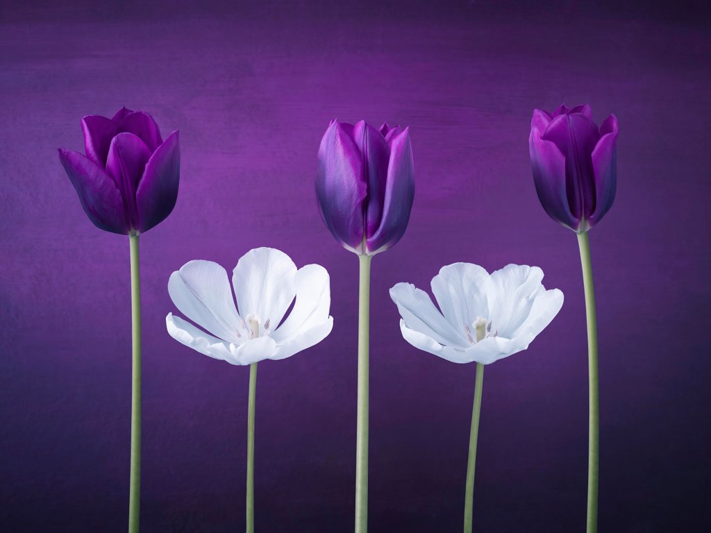Detail of Tulip flowers in a row by Assaf Frank