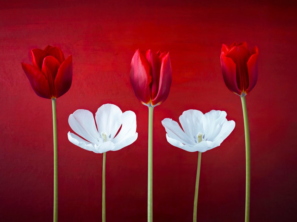 Detail of Tulip flowers in a row by Assaf Frank
