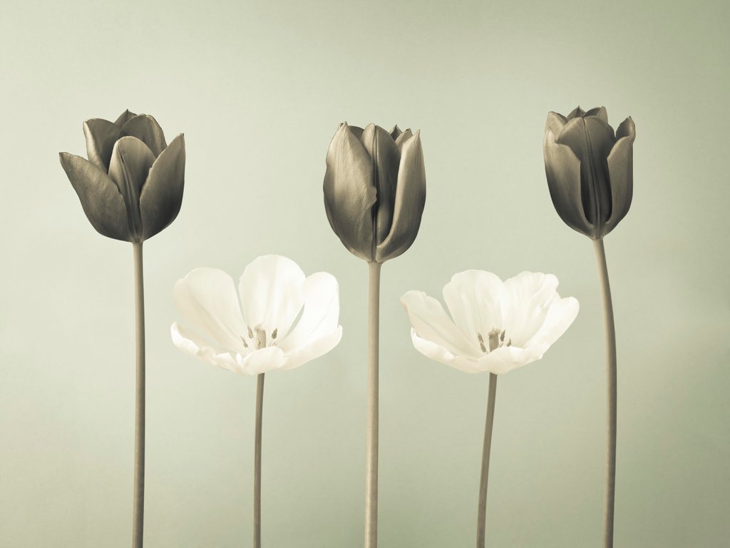 Detail of Tulip flowers in a row by Assaf Frank